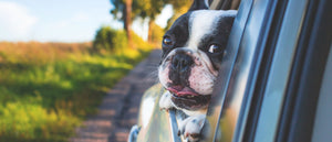 Pets jumping in your car? Here is a solution for your safe car travel
