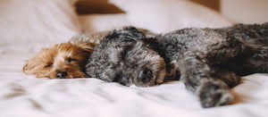 5 Tips for staying in a pet-friendly hotel