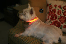 LED Pet Collar- Glows in the Dark